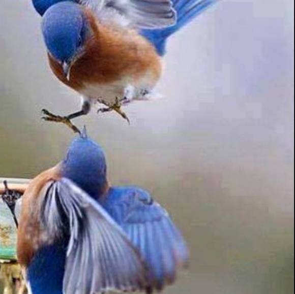 Meet your Posher, Ruth - Picture 1 of 1